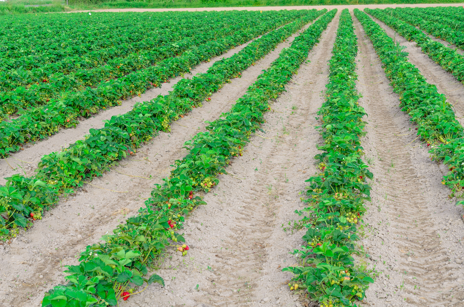 Puyallup Towing Fast Tow Truck & Roadside Assistance